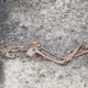 Skeleton of an adult male found at Wellwick Farm in the United Kingdom.
